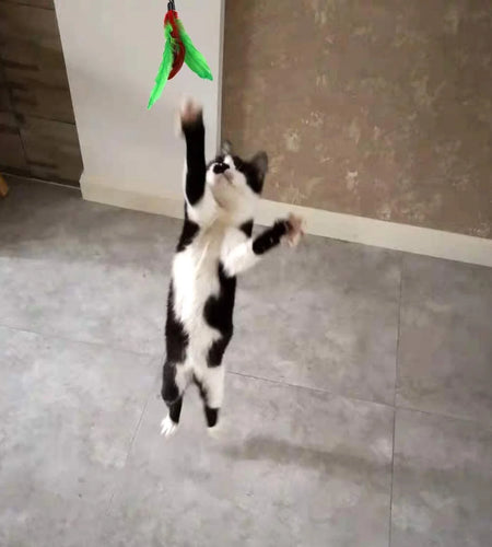 11 PCS Cat Feather Toy, Multiple Styles Feather Refills for Cat Toys, Replacement Feather Toy with Bell Refills, Interactive Catcher Teaser and Funny Exercise for Kitten or Cats